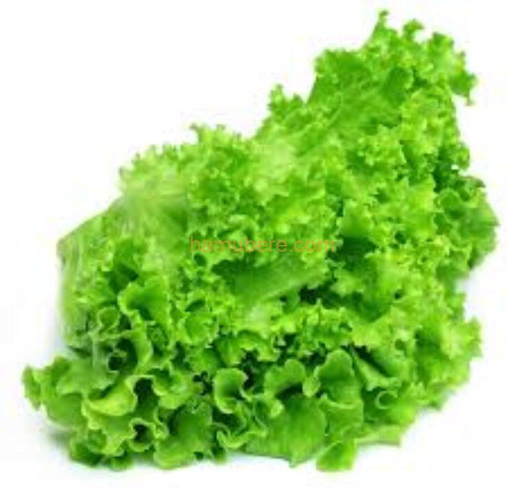 Green lettuce/bunch